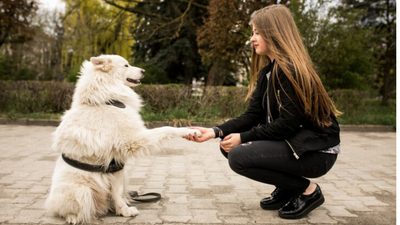 Decoding Your Dog's Barks: What They're Really Trying to Tell You!