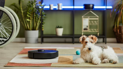 From Food Dispensers to Automatic Litter Boxes: 5 Gadgets That Will Simplify Your Pet Care Routine