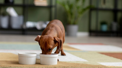 Hot Topic: Level Up Your Pet's Mealtime Game with Double Bowls & Non-Slip Stand!