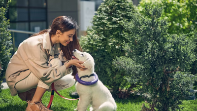 Keeping Your Pet Safe: 3 GPS Trackers and Monitoring Cameras for Peace of Mind