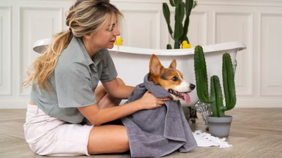 Ultimate Guide: 50 Essential Products Every Pet Lover Needs in 2024