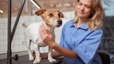 Say Goodbye to Endless Shopping: Uncover the Top 5 Benefits of Streamlining Pet Care with This All-In-One Bundle!