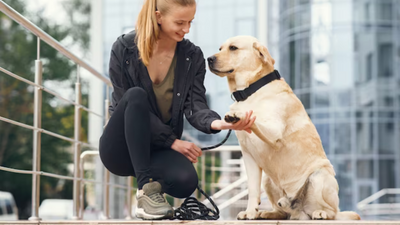 Urban Paws: Finding the Ideal Canine Companion for Apartment Life