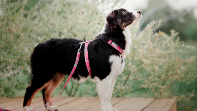 Find Your Ideal Canine Companion: A Quick Guide to Dog Breeds Tailored to Match Your Dreams