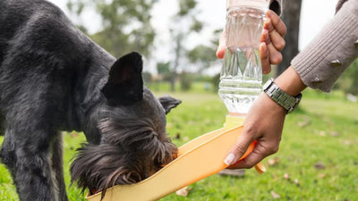 Hydration on the Go: Unveiling the Top Features of the Best Dog Water Bottles for Adventurous Pups